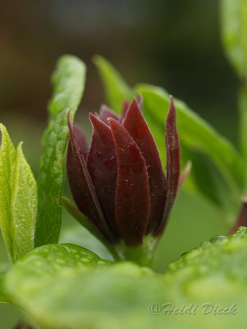 Calycanthus floridus_3.JPG - Calycanthus floridus /Gewürzstrauch/ Herrenkamper Gärten